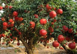 25 Pomegranate Seeds (Punica granatum) - Sweet Tropical Edible Fruit Shrub/Tree, Grow Your Own Fresh Pomegranates, Fast Growing, Healthy