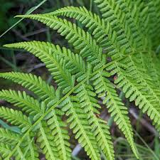 5 Lady Fern Plants - Athyrium filix-femina | Bare Root Woodland Fern | Native Perennial for Shade & Moist Gardens