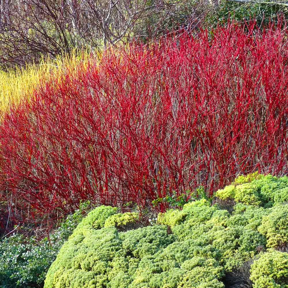 10 Red Twig Dogwood Unrooted Cuttings (Cornus sericea) - Fast Growing Native Shrub, Ideal for Landscaping & Erosion Control