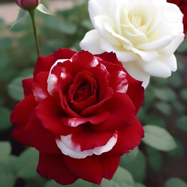 20 Red & White Rare Twin Rose Seeds - Unique Bicolor Blooms - Fragrant Perennial Flower - Easy to Grow - Heirloom Variety