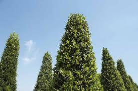 5 Sweet Laurel Bay Tree Unrooted Cuttings (Laurus nobilis) 6-8", Aromatic Herb, Ideal for Gardens, Culinary Use, and Easy to Grow