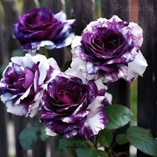 20 Rare Purple & White Twin Striped Rose Seeds - Unique Bicolor Blooms - Fragrant Perennial Flower - Easy to Grow - Heirloom Variety