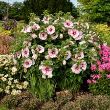 3 Live Hibiscus Angel Eyes Cuttings – Beautiful Flowering Plant for Propagation, Hardy Hibiscus (Hibiscus rosa-sinensis)