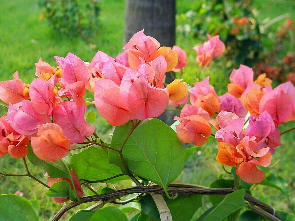 12 Organic Unrooted Cuttings Pink Orange After Glow Bougainvillea - Vibrant, Healthy, Perfect for Planting & Propagation