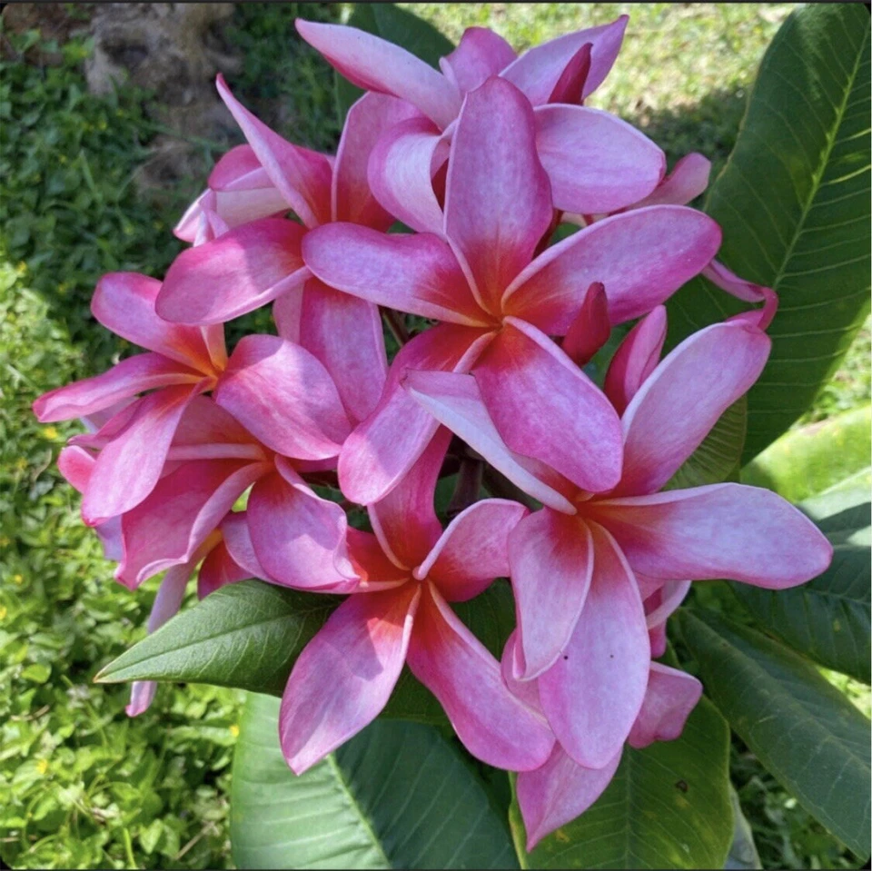 Rooted Plumeria Cutting 'Wave Rage' - 17 Inch with 2 Tips - Hawaiian Frangipani
