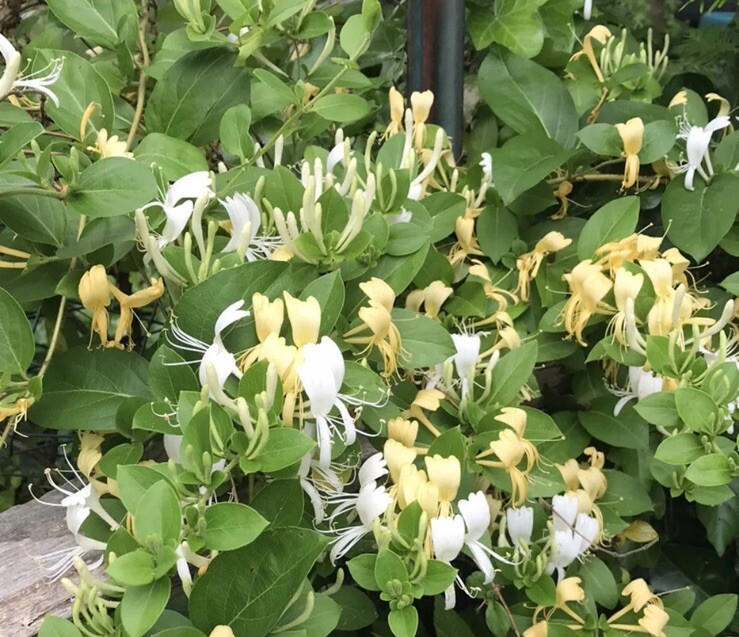 Lonicera japonica Cuttings - 4 Count - Hal's Honeysuckle - Unrooted Vines