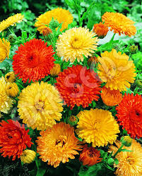 200+ Calendula Seeds | Pacific Beauty Mix | Calendula officinalis | Non-GMO Annual Blooms for Gardens, Borders & Pollinators