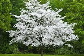 6 Unrooted Cuttings WHITE Dogwood Tree Heirloom (Cornus florida) - 6 Inches, Ornamental Tree, Hardy, Perfect for Gardens & Landscaping