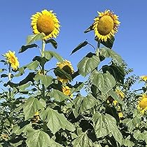 10 Mongolian Giant Sunflower Seeds | Tallest Sunflower Variety | Grow Huge Yellow Blooms | Non-GMO Seeds for Garden Giants