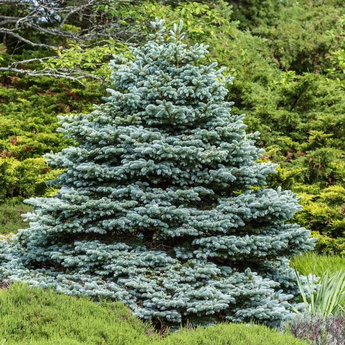 50 Blue Spruce Seeds - Picea pungens Trees, Colorado Blue Spruce, Evergreen Trees for Yard, Garden, & Landscaping, Hardy Conifer