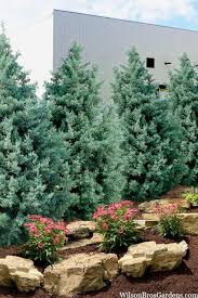 5 Carolina Sapphire Cypress Trees - Cupressus arizonica | 12–24” Live Plants | Fast-Growing Evergreen for Privacy & Landscaping