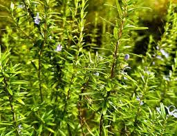 15 Organic Rosemary Herb Plant Cuttings, Rosmarinus Officinalis, Unrooted 10" Each, Fresh Culinary Herb for Propagation, Easy to Grow
