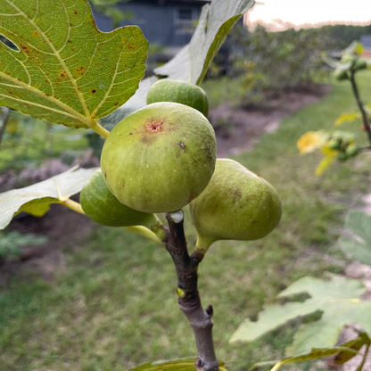 2 Brooklyn White Fig Unrooted Cuttings + Willow Water for Rooting, Fresh Figs, Fig Tree Propagation, Grow Brooklyn White Figs at Home