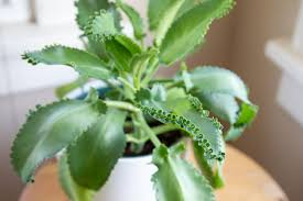 1 Mother of Thousands Plant (Kalanchoe) - Rooted Small Plant, Easy Care Succulent, Unique Indoor Plant, Fast-Growing, for Succulent Garden