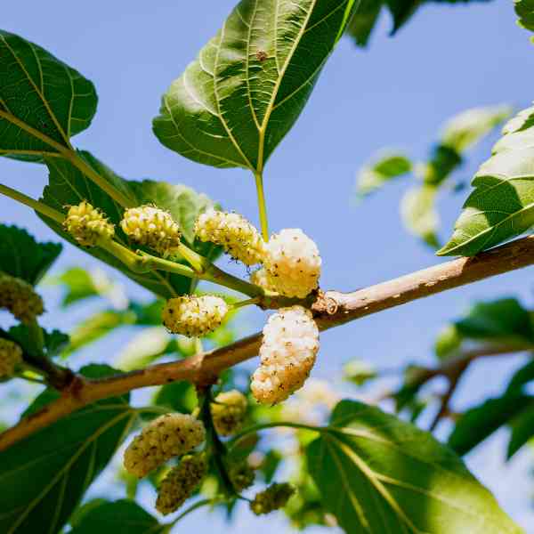 50 White Mulberry Tree Seeds (Morus alba) - Sweet Edible Fruit, Grow Your Own Mulberry Tree, for Gardens, Healthy Snack, Fast Growing