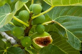 5 Celeste Fig Unrooted Cuttings/Scions 6" or Longer, Freshly Cut, 3+ Nodes, Perfect for Propagation, Grow Your Own Figs, Home Garden