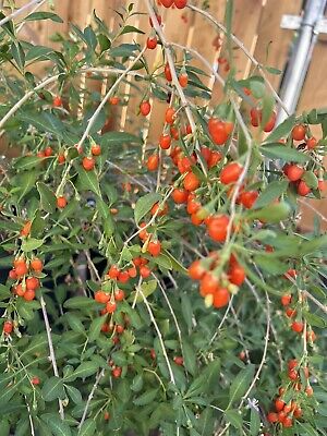 Goji Berry Plants (3 Bare Root) + Cuttings (3) - Lycium barbarum - Fruit July-Oct