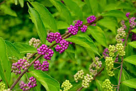 20 Bonsai Beautyberry Seeds - Callicarpa americana | Grow Unique Ornamental Shrub | Purple Berry Bonsai | Non-GMO Garden Seeds