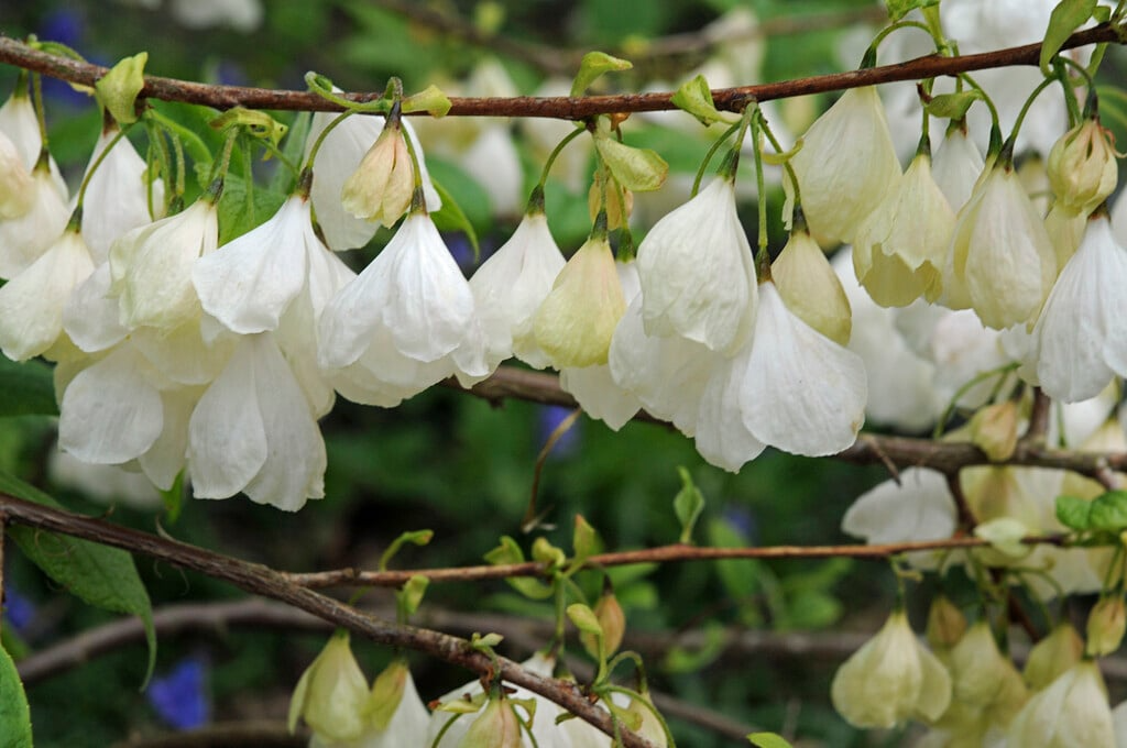 Halesia carolina Cuttings, 5 Stem Pieces, Carolina Silverbell, Deciduous Tree, USDA Zones 4-8