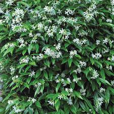 7 Jasminoides Trachelospermum Star Jasmine Cuttings, 6" Unrooted, Fragrant Flowering Plant, Perfect for Vines & Gardens, Easy to Grow