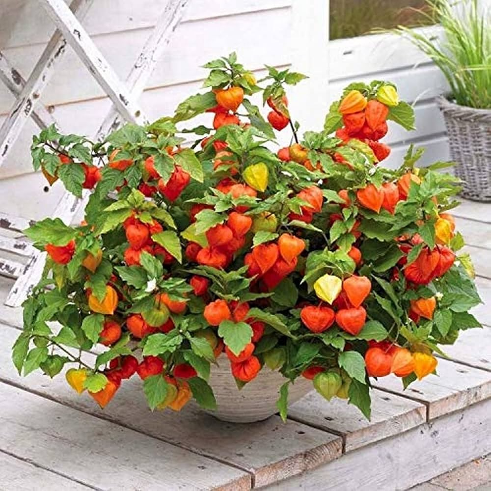 6 Golden Berry 'V' Pineapple Fresh Cuttings for Rooting, Physalis peruviana, Tropical Fruit Plant, Easy to Grow, Delicious Berries