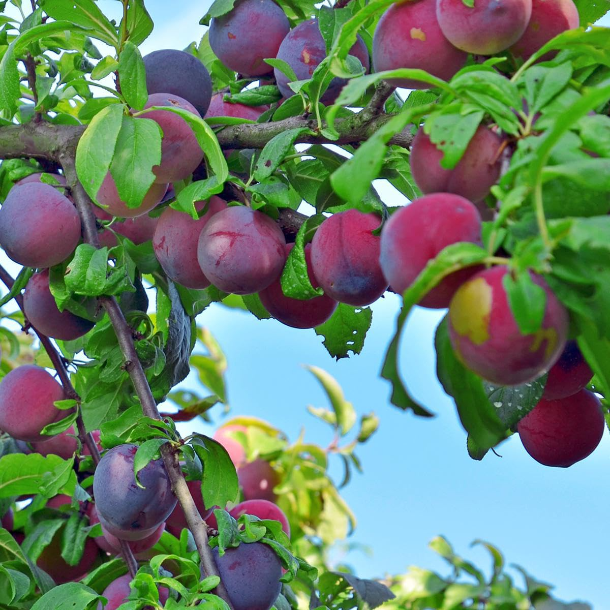 10 Plum Tree Seeds | Prunus americana | American Wild Plum Fruit Tree Seeds for Planting | Hardy Native Tree | Non-GMO Seeds