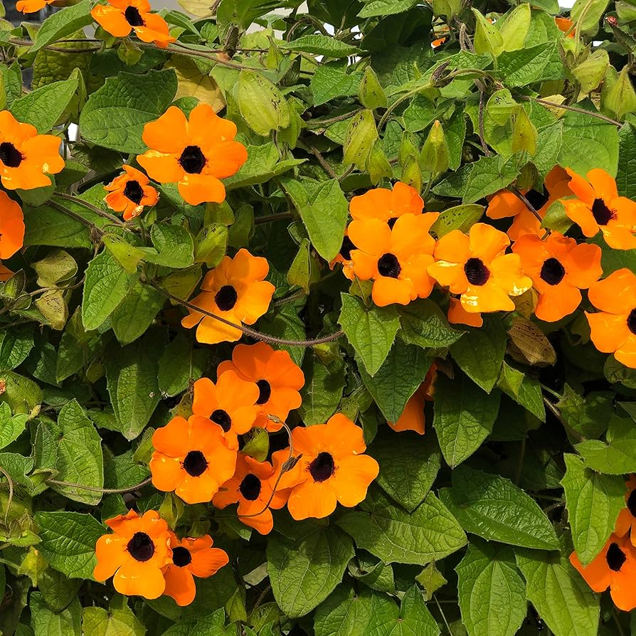 100 Black Eyed Susan Vine Seeds | Thunbergia alata | Exotic Climbing Flower | Non-GMO Seeds for Vertical Gardens & Trellises