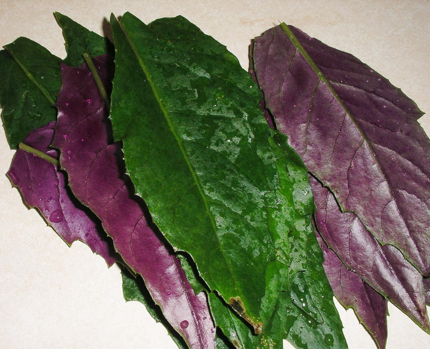 3 Okinawa Spinach Plants - Gynura crepioides | Live Starter Perennial | Edible Garden Green for Warm Climates & Containers