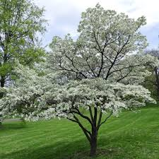 10 Flowering Dogwood Seeds | Cornus florida | Ornamental Tree for Landscaping & Wildlife Gardens | Non-GMO Spring Blooms