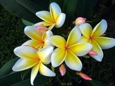 1 Yellow Plumeria Fresh Starter Cutting 10" Unrooted | Plumeria Rubra, Tropical Flowering Plant, Fragrant Yellow Flowers, Easy to Grow