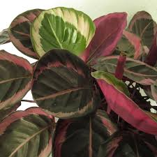 25+ Eclipse Calathea Seeds - Exotic Tropical Houseplant - Stunning Pink, Green & Purple Foliage for Indoor Shaded Garden