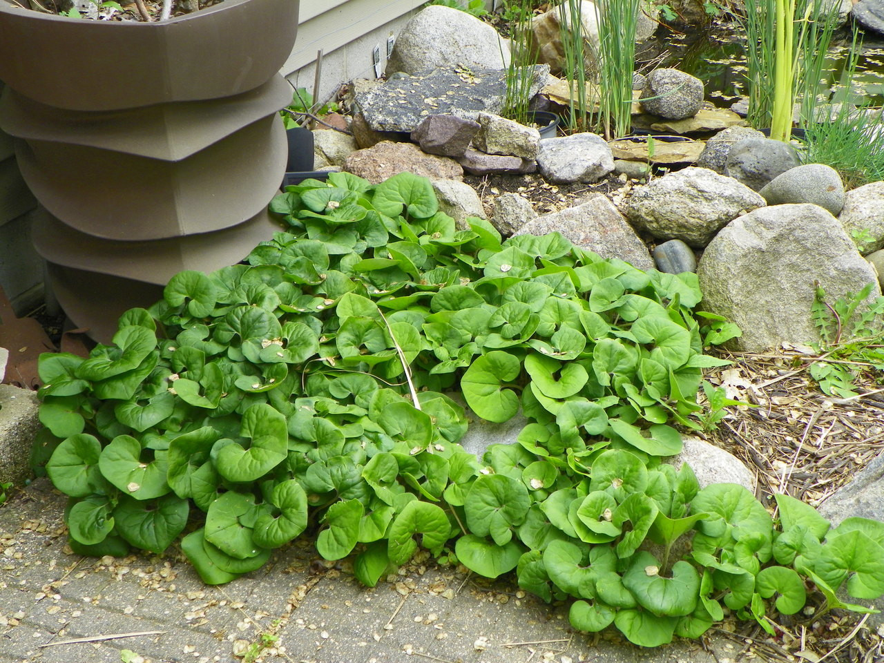 3 Wild Ginger Plant Roots - Asarum Canadense | Bare Root Woodland Perennial | Native Shade Wildflower for Landscaping
