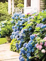 5 Blue Hydrangea Bushes - Hydrangea macrophylla | Old-Fashioned Variety | Live Flowering Plants for Garden Borders & Cottage Landscapes