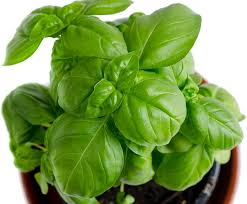 700 Basil Genovese Seeds for Planting - Ocimum basilicum - Fresh Italian Herb for Cooking, Pesto, Mediterranean Dishes, Easy to Grow