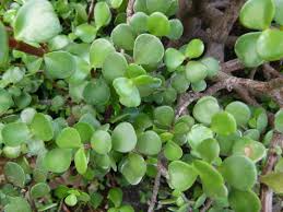 11 Elephant Bush Dwarf Jade Cuttings, Portulacaria Afra, Green/Red Stem, Unrooted 7-12", Succulent Plant for Propagation, Easy Care