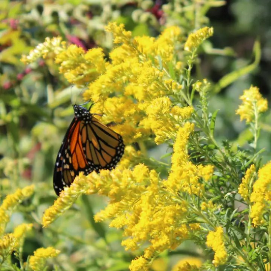 5 Goldenrod Plants - Bare Root Solidago nemoralis | Native Wildflower | Pollinator-Friendly | Monarch Butterfly Plant