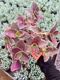 5 Tradescantia Wandering Jew 'Pale Puma' Unrooted Cuttings, Fuzzy Purple Plant, Tradescantia pallida, Indoor Plant, Rare Colorful Cuttings