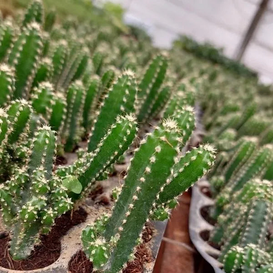 Fairytale Cactus Top Cutting - 9-12" Rooted Rare Cactus, Fast-Growing, Drought-Tolerant, Air-Purifying, Showy Blooms, Indoor/Outdoor Plant