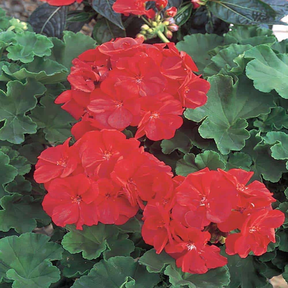5 Organic Red Geranium Unrooted Cuttings 5-8" - Fresh, Easy to Root, Pelargonium - Vibrant Red Blooms, for Garden, Pots, or Hanging Baskets