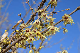 10 Wintersweet Tree Seeds | Chimonanthus praecox | Non-GMO Fragrant Winter Blooms | Bonsai or Ornamental Shrub for Cold Seasons