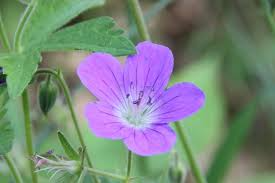 3 Cranesbill Wild Geranium Plants - Bare Root Geranium Maculatum | Organic Perennial Wildflower for Shade & Woodland Gardens