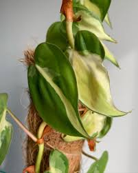 Philodendron Cream Splash Cuttings - Rooted Cuttings, Variegated Houseplant