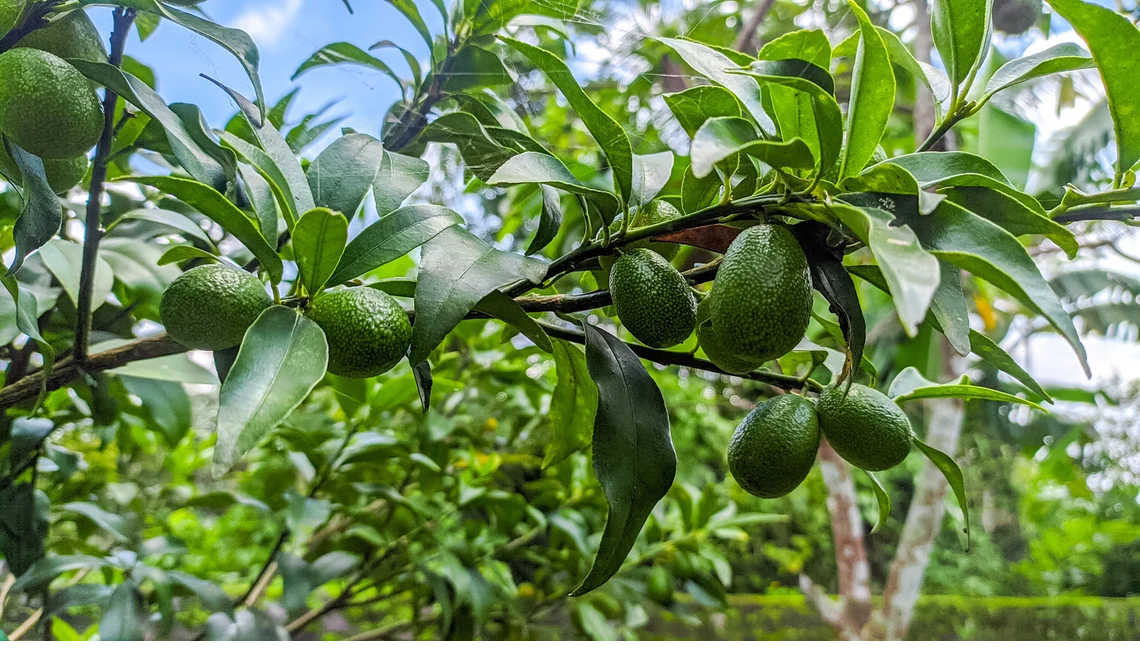 2 Full Florida Avocado Unrooted Cuttings for Grafting - Persea americana Choquet - Grows Huge Fruit - Perfect for Backyard Garden