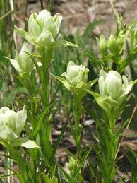 100 mg Seeds Castilleja sulphurea (Sulfur Paintbrush) Indian Paint Brush for Planting | Vibrant Wildflower for Pollinator Gardens