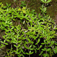 40 Sedum sarmentosum Cuttings – Live Creeping Succulent Groundcover – Hardy Perennial for Borders, Rock Gardens & Outdoor Landscaping