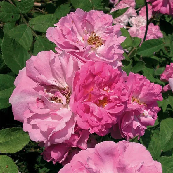 8 Pink Seven Sisters Rose Cuttings – Heirloom Climbing Rose, No Roots ...