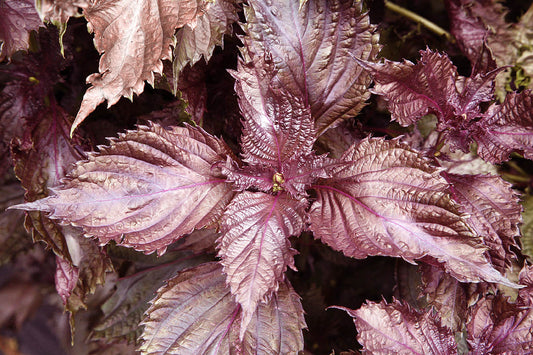 2 Bare Root Perilla frutescens 'Shiso' Plants | Red/Purple Shiso Herb | Organic Non-GMO | Edible Perilla | Japanese Korean Herb