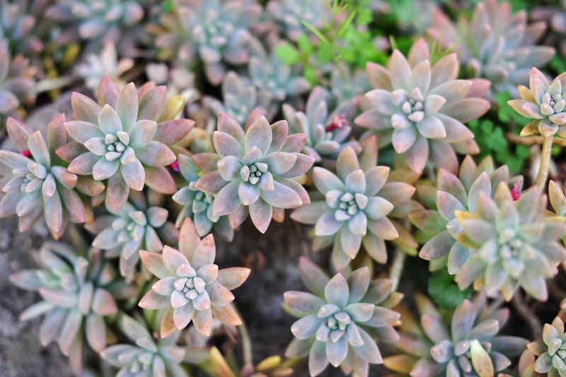 2 Rare Echeveria Ghost Plant Cuttings – 2" to 4" Succulent Rosettes – Unique Pale Pink-Grey Leaves – Easy to Root