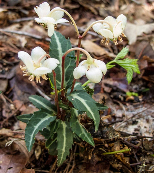 10 Rat’s Vein Plants (Chimaphila maculata) | Spotted Wintergreen | Bare-Root Woodland Native | Shade Evergreen Perennial