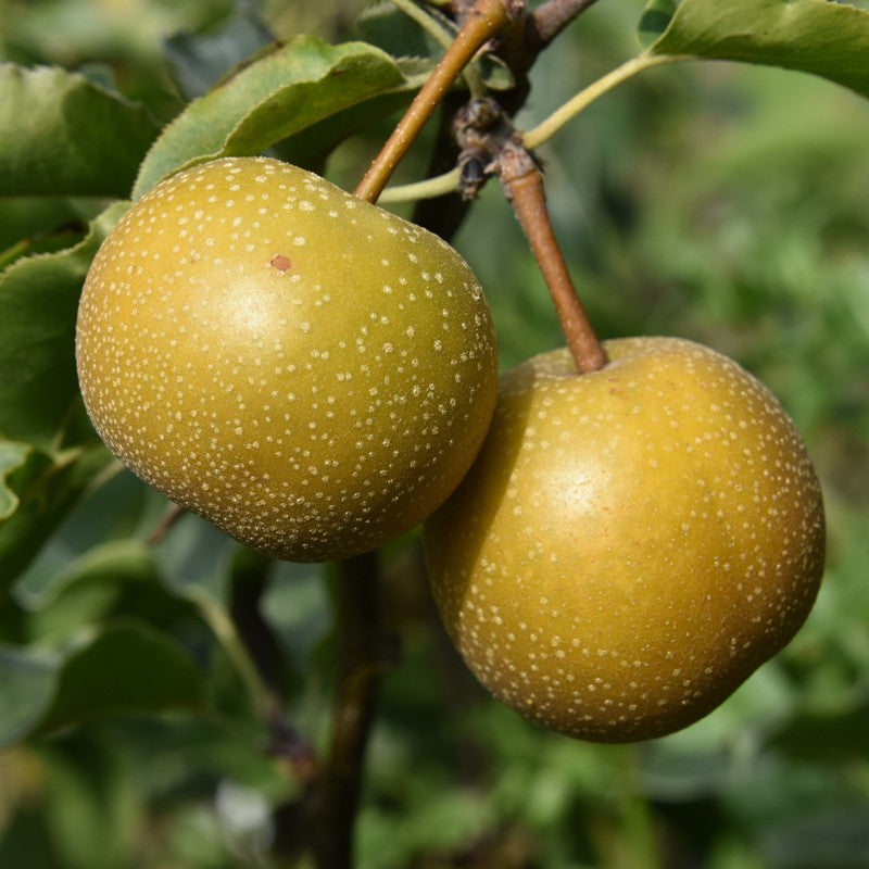 Super Rare Hosui Pear Cutting (Pyrus pyrifolia ‘Hosui’) – 1 Unrooted C ...